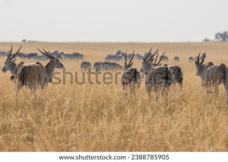 Giant Eland Antelopes in Masai Mara Kenya Africa Royalty-Free Stock Photo #2388785905
