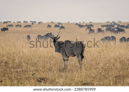 Giant Eland Antelopes in Masai Mara Kenya Africa Royalty-Free Stock Photo #2388785909