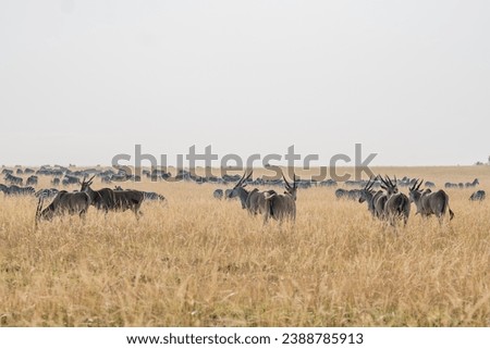 Giant Eland Antelopes in Masai Mara Kenya Africa Royalty-Free Stock Photo #2388785913