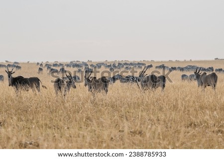 Giant Eland Antelopes in Masai Mara Kenya Africa Royalty-Free Stock Photo #2388785933