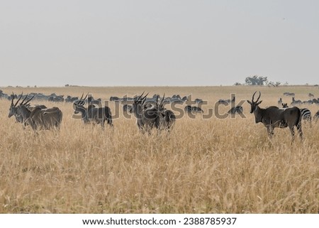Giant Eland Antelopes in Masai Mara Kenya Africa Royalty-Free Stock Photo #2388785937