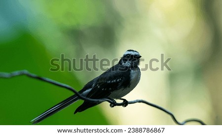 The attractive Malaysian Pied Fantail (Sunda Pied Fantail) posing on a branch with green bokeh background