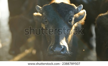 All kind of pictures of buffalos