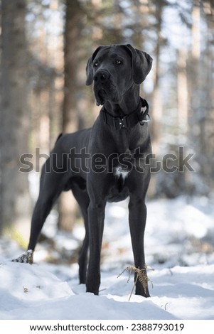 Great Dane winter picture snow backgroumd
