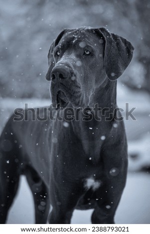 Great Dane winter picture snow backgroumd