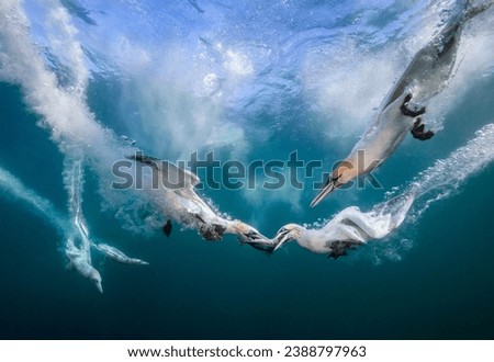 Eye level with diving Northern gannets (Morus bassanus) taking Mackerel (Scomber scombrus) underwater. Blue sea and multiple other diving gannets in the background. Royalty-Free Stock Photo #2388797963