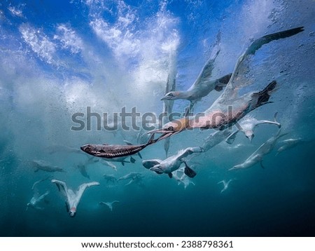 Eye level with diving Northern gannets (Morus bassanus) taking Mackerel (Scomber scombrus) underwater. Blue sea and multiple other diving gannets in the background. Royalty-Free Stock Photo #2388798361