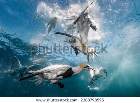 Eye level with diving Northern gannets (Morus bassanus) taking Mackerel (Scomber scombrus) underwater. Blue sea and multiple other diving gannets in the background. Royalty-Free Stock Photo #2388798595