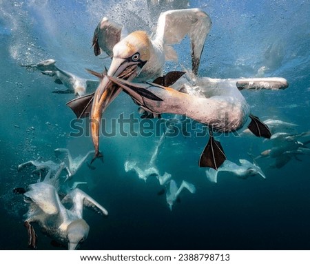 Eye level with diving Northern gannets (Morus bassanus) taking Mackerel (Scomber scombrus) underwater. Blue sea and multiple other diving gannets in the background. Royalty-Free Stock Photo #2388798713