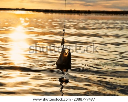 Fishing at sunset. Catching predatory fish on spinning. Sunset colors on the water surface, sunny path from the low sun. Perch caught on yellow spoonbait Royalty-Free Stock Photo #2388799497