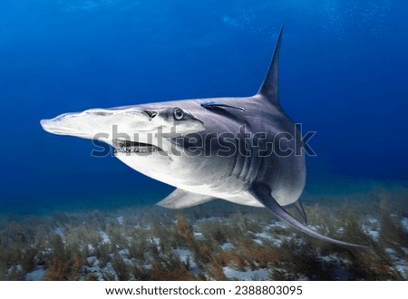 Eye level with a Great hammerhead shark (Sphyrna mokarran) with attending Ramora (suckerfish). The sharks shadow passes over the coral garden below. Royalty-Free Stock Photo #2388803095