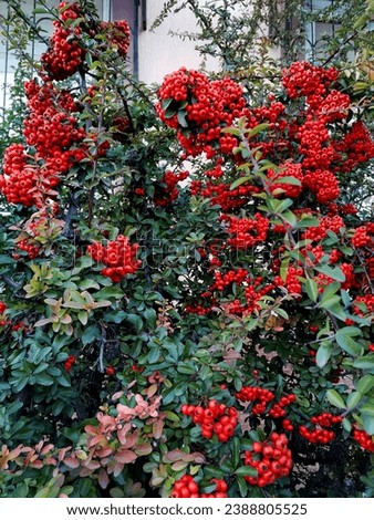 pyracantha coccinea, red berries, red and green, berries Royalty-Free Stock Photo #2388805525