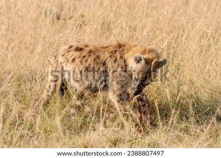 Hyena in Masai Mara Kenya Africa