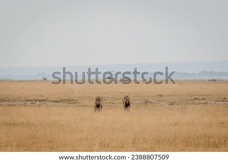 Hyena in Masai Mara Kenya Africa