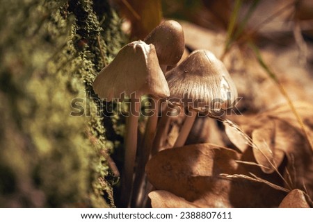 Psilocybe Bohemica mushrooms in the autumn forest among fallen leaves.