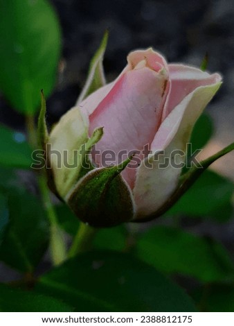 Romantic rose flower in delicate color 