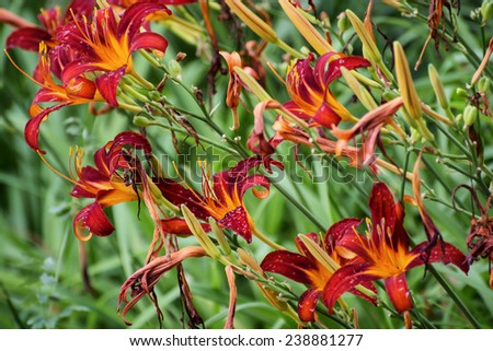Beautiful red lily flowers. Natural background.