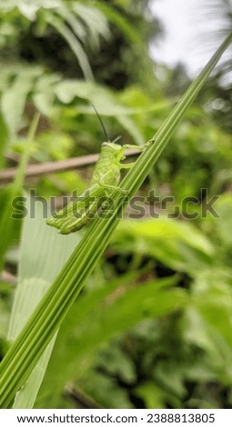 an isolated green grasshopper on the leaf