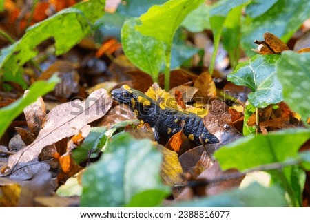 Fire salamander,The fire salamander is a common species of salamander found in Europe.
It is black with yellow spots or stripes to a varying degree