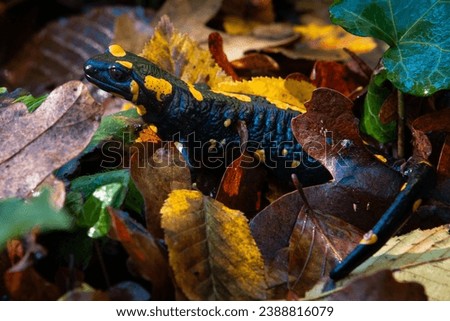 Fire salamander,The fire salamander is a common species of salamander found in Europe.
It is black with yellow spots or stripes to a varying degree