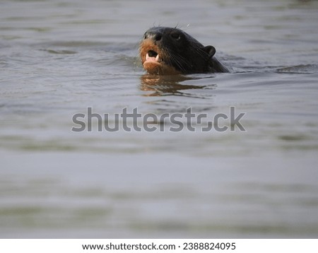 Giant otter Pteronura brasiliensis in Pantanal