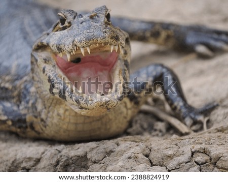 Caiman yacare with open mouth Royalty-Free Stock Photo #2388824919