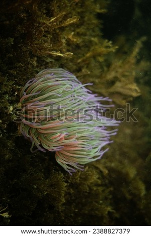 Anemone with green seaweed background