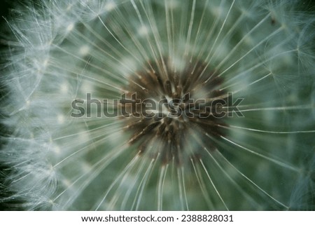 Close up of a dandelion Royalty-Free Stock Photo #2388828031