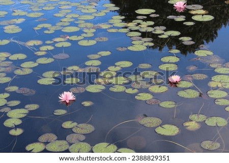 photo lotus pond, green, water