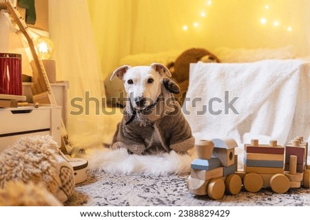 Lovely Jack Russel terrier sitting in christmas room