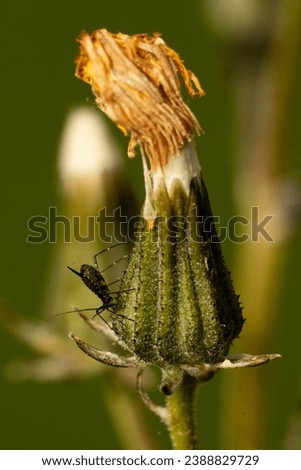 Plant louse close up with unfocused flower background