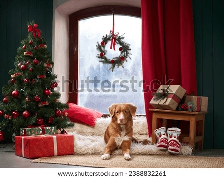 A Nova Scotia Duck Tolling Retriever lounges by a festive tree. In a cozy studio, the dog brings Christmas charm to life