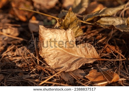 A fallen leaf in the goldish rays of the autumn sun.