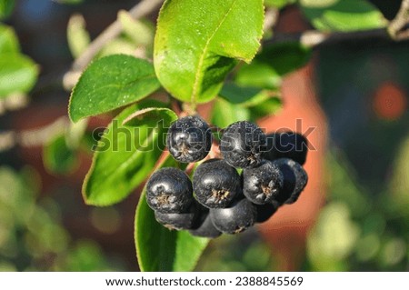 small twig with dark chokeberry fruits at juicy green leaves on the background of blurred colorful background in sunny august morning Royalty-Free Stock Photo #2388845569