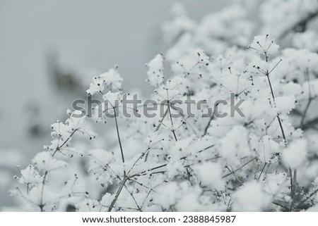 Dry grass covered with snow in winter, close-up