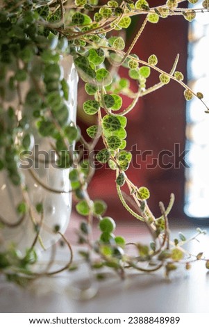 Close-up of Peperomia Prostrata (string of turtles) trailing houseplant in flower pot at home illuminated with bright light. Trendy unpretentious plant, hobby concept. Selective soft focus
