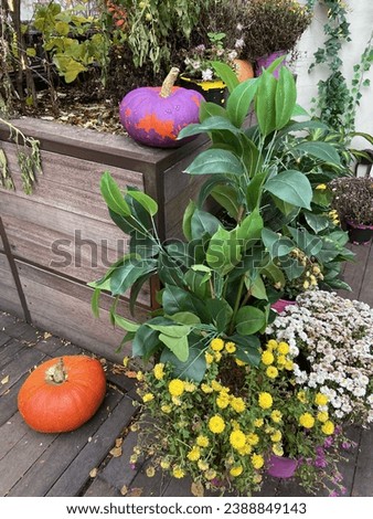 Colorful pumpkins on the veranda.

