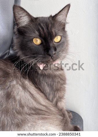 A grayish black cat with yellow eyes and pupils narrowed by sunlight was staring intently at the window