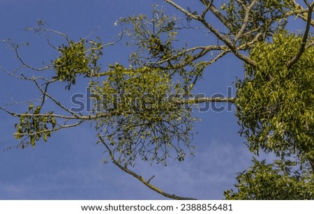 Multiple bunches of Mistletoe growing in a dead tree in the summer sunshine