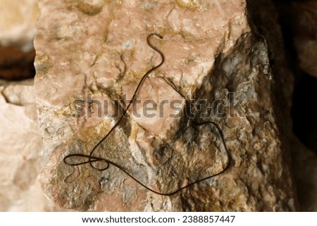Horsehair worms are a parasites of the arthropods.