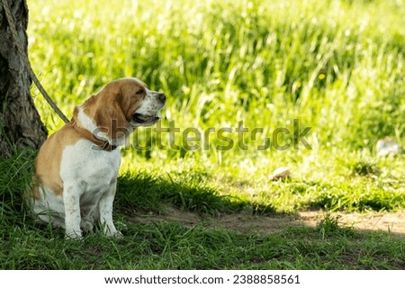 A beautiful Beagle Dog sits on the grass next to a tree and poses for the photographer. Funny  pet portrait, cute beagle dog posing for photographer in nature. 