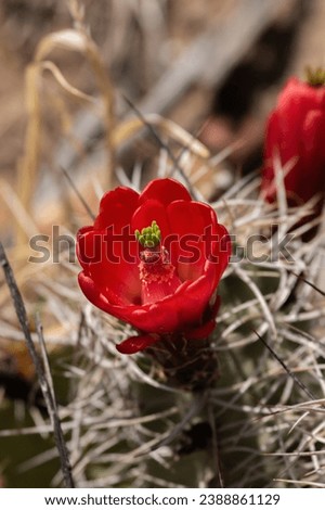 Claret cup cactus (Echinocereus triglochidiatus) blossom Royalty-Free Stock Photo #2388861129