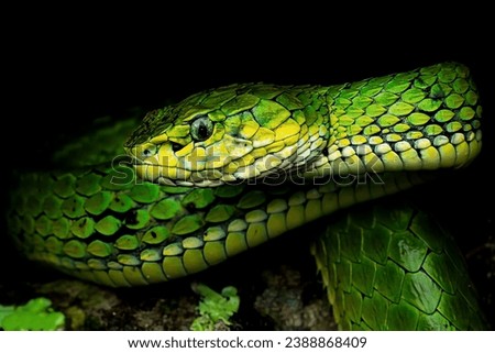 A magnificent green viper with a wary look looks ahead close-up