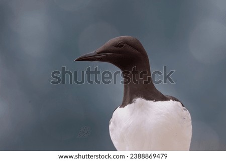 This photo shows a portrait of a handsome common guillemot, aka common murre, waiting for its mate to return to its nest on a sheer cliff. The backdrop is the Atlantic Ocean.