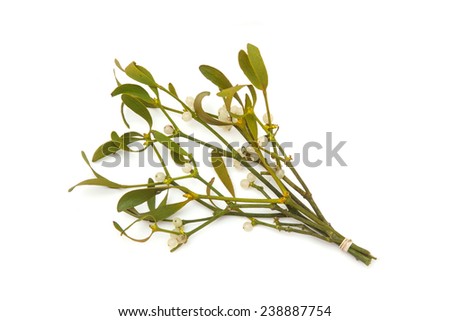 Bunch of mistletoe isolated on a white studio background.