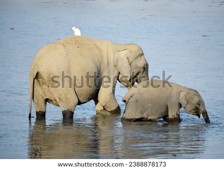 Mother elephant with baby at a lake inside the Kaziranga National Park, an UNESCO World Heritage Site in Assam. a state in the north-east of India.