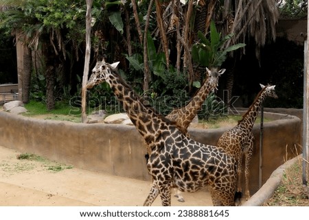 Giraffa in Zoo Los Angeles