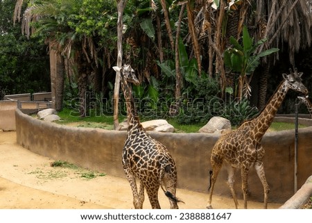 Giraffa in Zoo Los Angeles