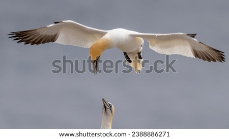 This image shows a gannet slowing its flight as it looking to confirm its nest site and landing area.  A gannet sitting on the large rock already looks up at the new arrival. Royalty-Free Stock Photo #2388886271