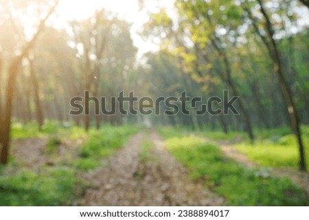 Green nature in spring eco garden. Summer abstract blur background. Urban trees leaves Light blurry out focus bokeh. Soft plant. Sunny sky foliage park grass Bright color sun day image